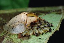 Tortoise Beetle (Acromis sparsa) mother using body as a shield to guard her young, Panama