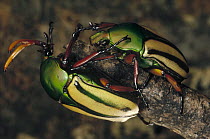 Flamboyant Flower Beetle (Eudicella gralli) pair clinging to a twig, Uganda