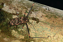 Harlequin Beetle (Acrocinus longimanus) portrait on log