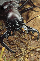 Ground Beetle (Carabidae) portrait, Kruger National Park, South Africa