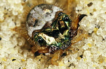 Northern Beach Tiger Beetle (Cicindela dorsalis dorsalis) larva in its burrow, Martha's Vineyard, Massachusetts