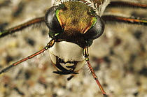Northern Beach Tiger Beetle (Cicindela dorsalis dorsalis) close up of adult head, Martha's Vineyard, Massachusetts