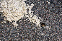 Northern Beach Tiger Beetle (Cicindela dorsalis dorsalis) larva's burrow, showing excavated material, Massachusetts