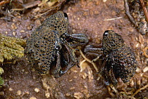 Weevils playing dead, Mt Makil, Papua New Guinea