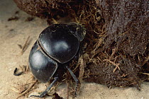 Dung Beetle (Scarabaeidae) an endangered variety gathering dung, South Africa
