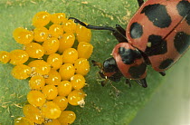 Convergent Lady Beetle (Hippodamia convergens) eating eggs of a Colorado Potato Beetle (Leptinotarsa decemlineata) as part of national pest control program