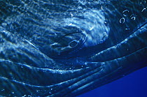Humpback Whale (Megaptera novaeangliae) eye of singer, Maui, Hawaii - notice must accompany publication; photo obtained under NMFS permit 987