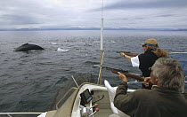 Humpback Whale (Megaptera novaeangliae) researchers Lea Gerber and Dr James Darling shoot biopsy darts at whales with dart bouncing off whale unnoticed, carrying a sample of fat and skin in the tip, A...