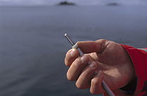 Humpback Whale (Megaptera novaeangliae) researcher Dr James Darling holds tip of biopsy dart used to collect genetic data on whales, southeast Alaska
