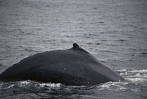 Humpback Whale (Megaptera novaeangliae) shot by researcher Dr Jim Darling with a biopsy dart to collect samples of fat and skin for genetic tests, southeast Alaska