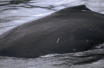 Biopsy dart in fin of Humpback Whale (Megaptera novaeangliae) to collect samples of fat and skin for genetic tests, southeast Alaska