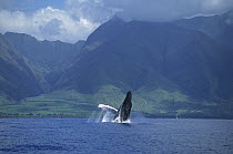 Humpback Whale (Megaptera novaeangliae) breaching, Maui, Hawaii - notice must accompany publication; photo obtained under NMFS permit 987