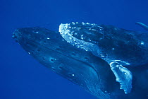Humpback Whale (Megaptera novaeangliae) calf riding atop cow, Maui, Hawaii - notice must accompany publication; photo obtained under NMFS permit 987