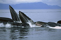 Humpback Whale (Megaptera novaeangliae) blow hole, Southeast Alaska