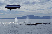 Humpback Whale (Megaptera novaeangliae) group photographed by BBC film crew with remote camera mounted on air ship, southeast Alaska