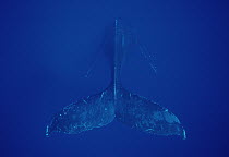 Humpback Whale (Megaptera novaeangliae) singing as seen from above, Maui, Hawaii - notice must accompany publication; photo obtained under NMFS permit 987