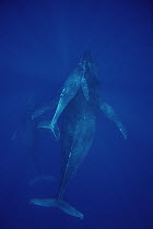 Humpback Whale (Megaptera novaeangliae) cow, calf and escort, Maui, Hawaii - notice must accompany publication; photo obtained under NMFS permit 987