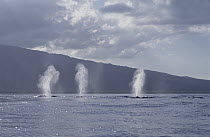 Humpback Whale (Megaptera novaeangliae) multiple spouts, Maui, Hawaii