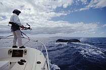 Humpback Whale (Megaptera novaeangliae) researcher Dr Bruce Mate satellite tagging whales, Maui, Hawaii - notice must accompany publication; photo obtained under NMFS permit 987