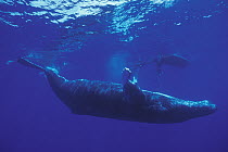 Humpback Whale (Megaptera novaeangliae) swimming near research boat, Maui, Hawaii - notice must accompany publication; photo obtained under NMFS permit 987