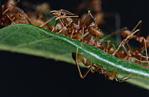 Green Tree Ant (Oecophylla smaragdina) group on top of leaf with Ant-mimicking Jumping Spider (Myrmarachne sp) hiding underneath, Sri Lanka