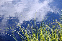Grass at waters edge and clouds reflecting in water, Boundary Waters Canoe Area Wilderness, Minnesota