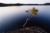 Red Pine (Pinus resinosa) at edge of lake in Boundary Waters Canoe Area Wilderness with 1200 miles of canoe routes, part of Superior National Park, Minnesota
