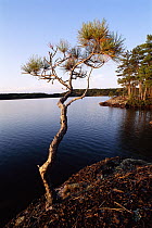 Red Pine (Pinus resinosa) at edge of lake in Boundary Waters Canoe Area Wilderness with 1200 miles of canoe routes, part of Superior National Park, Minnesota