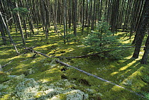 Black Spruce (Picea mariana) forest with moss-covered floor, Ontario, Border Country, Canada