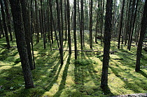 Black Spruce (Picea mariana) forest, Ontario, Border Country, Canada