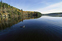 Common Loon (Gavia immer) on lake in autumn, Boundary Waters Canoe Area Wilderness, Northwoods, Minnesota