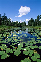 Water Lily (Nymphaea sp) cluster in pond surrounded by coniferous forest, Boundary Waters Canoe Area Wilderness, Minnesota