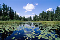 Water Lily (Nymphaea sp) cluster in pond surrounded by coniferous forest, Boundary Waters Canoe Area Wilderness, Minnesota