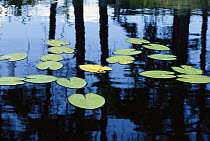 Water Lily (Nymphaea sp) pads, Boundary Waters Canoe Area Wilderness, Minnesota