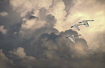 Tundra Swan (Cygnus columbianus) trio flying against cloudy sky, Minnesota