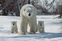 Polar Bear (Ursus maritimus) portrait of mother with three month old cubs, Wapusk National Park, Canada