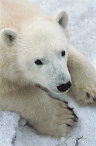 Polar Bear (Ursus maritimus) close up portrait, Churchill, Canada