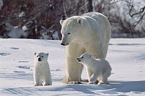 Polar Bear (Ursus maritimus) mother with three month old cubs, Wapusk National Park, Manitoba, Canada