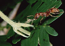 Ant (Pseudomyrmex sp) rips apart a vine that grips leaves of its host Whistling Thorn (Acacia drepanolobium) acacia tree left alone, vine could shade and possibly kill the Acacia
