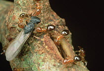 Round Bodied Parasitic Ant (Cataulacus mckeyi) cannot enter rainforest Legume (Leonardoxa africana) host tree through narrow opening to Protector ant (Petalomynex phylax) nest, West Africa
