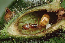 Ant (Azteca sp) queen with brood inside Cordia (Cordia nodosa) host tree with tem hairs protecting tree against large enemy ants, but permit passage of small (Azteca sp)