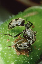 Ant (Pachycondyla sp) queen digging entry into Cecropia sp sapling in search of place to start new colony