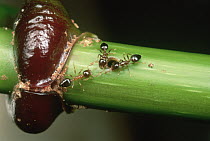 Ant Plant (Hydnophytum sp) provides ant guardians with food stored under purple stipules