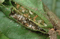 Ant (Pheidole sp) group lives in pockets on leaves of Melastoma (Maieta sp) shrubs One chamber serves as a nursery and one chamber for refuse which acts as plant fertilizer
