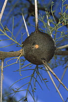 Whistling Thorn (Acacia drepanolobium) tree with thorns occupied by Ant (Tetraponera penzigi) parasite, Africa