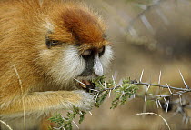 Patas Monkey (Erythrocebus patas) eating swollen base of Whistling Thorn (Acacia drepanolobium) acacia tree thorn occupied by Parasitic Ant (Tetraponera sp) parasite causes tree to look bare and sickl...