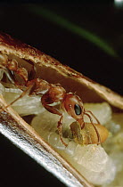 Ant (Pseudomyrmex sp) feeds larvae carrot-like growth from host Acacia