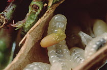 Ant (Pseudomyrmex sp) larvae feeds on carrot-like growth from host Acacia