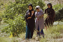 Girls collecting Alaleh plants, medicinal plants used for colds, near Darmazar, Kerman Province, Iran