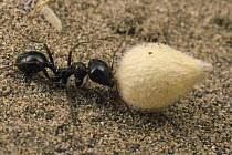 Harvester Ant (Messor barbarus) carrying seed, Kerman, Iran